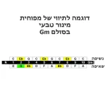 מפוחית דיאטונית מינור טבעי Lee Oskar Natural Minor בסולמות שונים – תמונה 6
