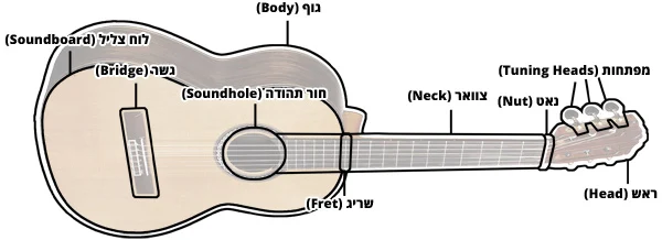 אנטומיה של גיטרה קלאסית
